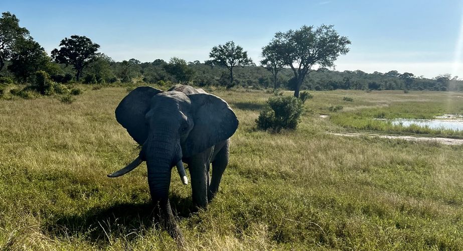 Kruger NP olifanten Zuid Afrika groepsrondreis 10